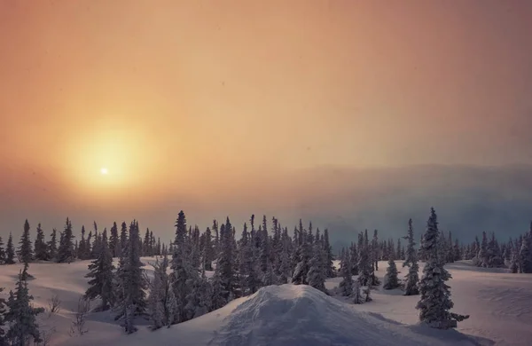 Krásná Zima Vánoční Stromky Les Horskou Krajinou Při Západu Slunce — Stock fotografie