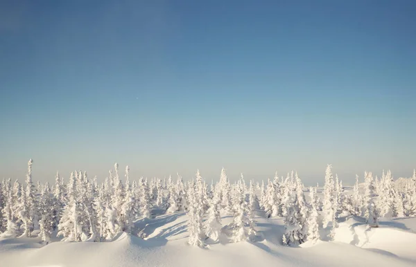Piękny Zimowy Krajobraz Pokrytymi Śniegiem Jodłami — Zdjęcie stockowe