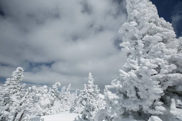 Bosque Abeto Congelado Árboles Navidad Día Invierno —  Fotos de Stock
