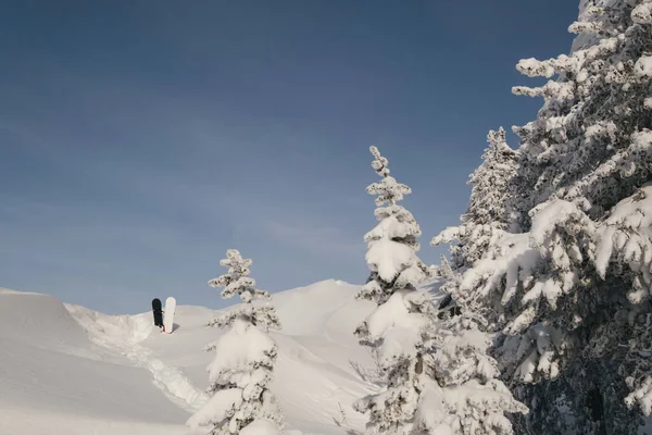 Due Snowboard Piedi Neve Polvere Inverno Foresta Innevata Colline Freeride — Foto Stock