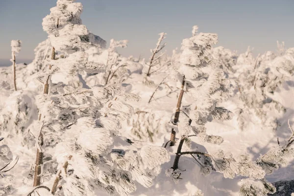 Śnieg Pokryte Choinki Zimie Słoneczny Krajobraz — Zdjęcie stockowe