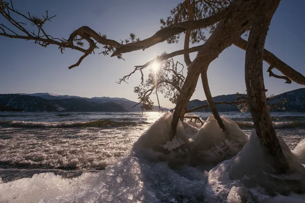 倒木と山の冬の湖の風景 — ストック写真