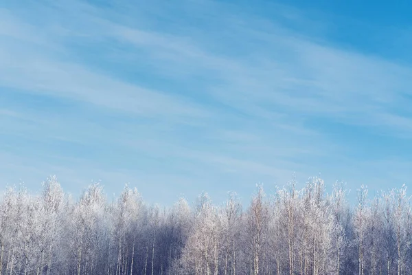 西伯利亚冬日阳光明媚 冰雪覆盖的森林 — 图库照片