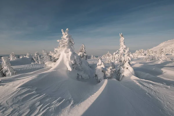 Bellissimo Paesaggio Invernale Con Rami Abeti Innevati Neve Ghiaccio Profondi — Foto Stock