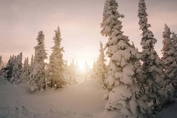 Puesta Sol Sobre Bosques Pinos Cubiertos Nieve Congelados Día Frío —  Fotos de Stock