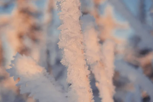 Gałęzie Trawa Mrozie Słoneczny Zimowy Dzień — Zdjęcie stockowe