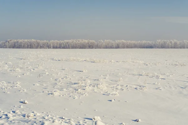 西伯利亚冬日阳光明媚 冰雪覆盖的森林 — 图库照片