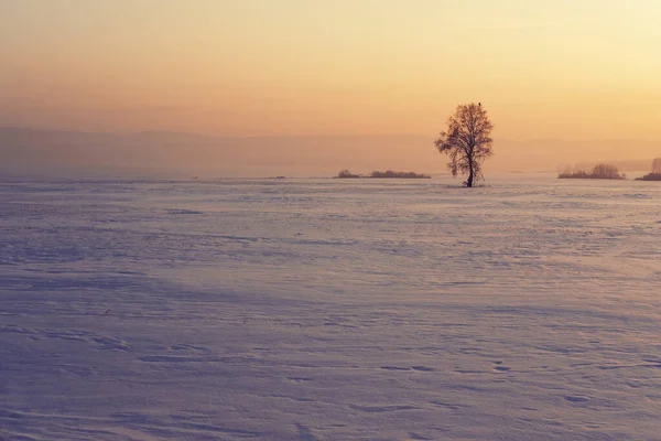 Χιονισμένο Παγωμένο Τοπίο Μοναχικό Δέντρο Στο Ηλιόλουστο Χειμερινό Ηλιοβασίλεμα Στη — Φωτογραφία Αρχείου
