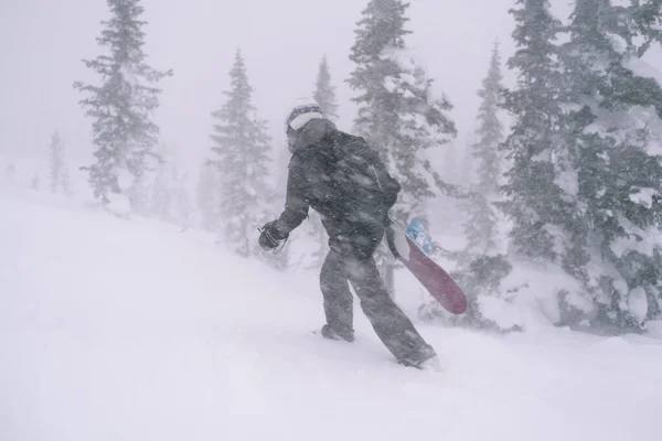 在大雪和暴风雪期间 滑雪板手拿着滑板在雪地上行走 以便在冬季的群山中自由驰骋 — 图库照片