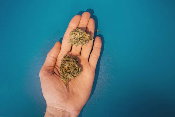 Marihuana Strain Knospen Auf Blauem Hintergrund lizenzfreie Stockfotos