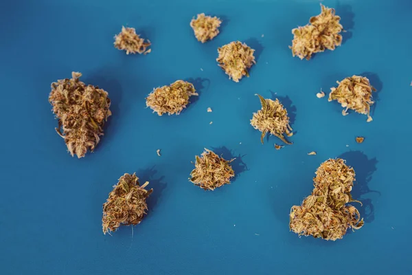 Marihuana Strain Knospen Auf Blauem Hintergrund Stockbild