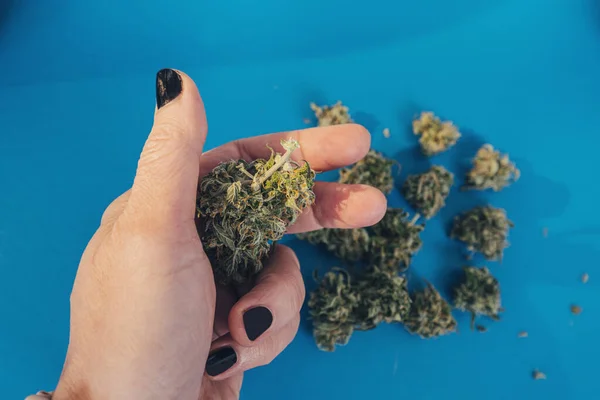 Marihuana Strain Knospen Auf Blauem Hintergrund lizenzfreie Stockbilder