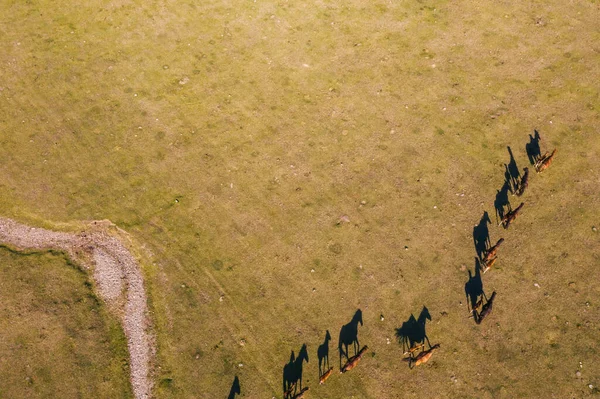 Коні Літній Долині Аеродромом Ріка Дорога Сонячний День — стокове фото