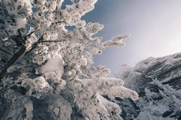 Hermoso Paisaje Invierno Con Abetos Cubiertos Nieve Ramas Rocas Acantilado —  Fotos de Stock