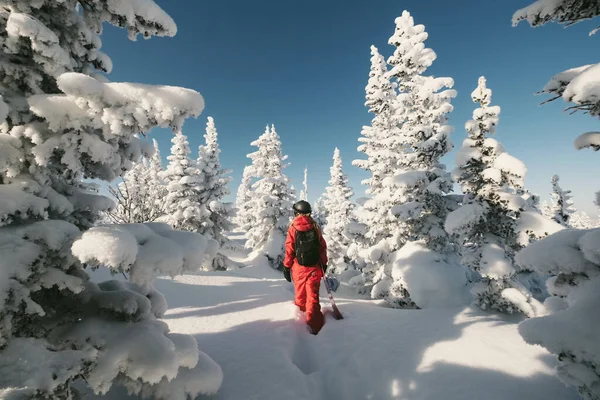 冬の雪に覆われた森 新鮮な雪の粉 晴れた冬の日に歩く赤いスノーボードジャンプスーツを身に着けているフリーダースノーボーダー — ストック写真