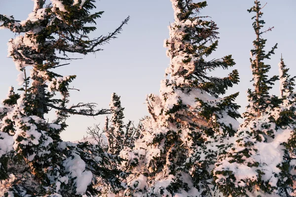 Piękny Zimowy Krajobraz Pokrytymi Śniegiem Drzewami Śnieg Proszku Jak Naturalne — Zdjęcie stockowe
