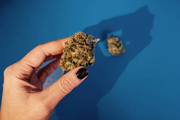 Marihuana Strain Knospen Auf Blauem Hintergrund Stockfoto