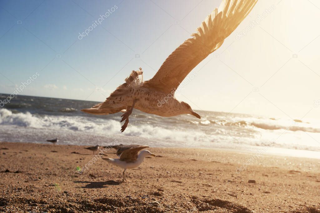 Flying seagull on sunny ocean shore background 