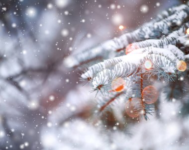 Soğuk kış manzara karlı orman içinde. Çamın dalları soğuk kış hava kar ile kaplı. Çam ağaçları ve kışın arka plan bulanık Noel arka plan