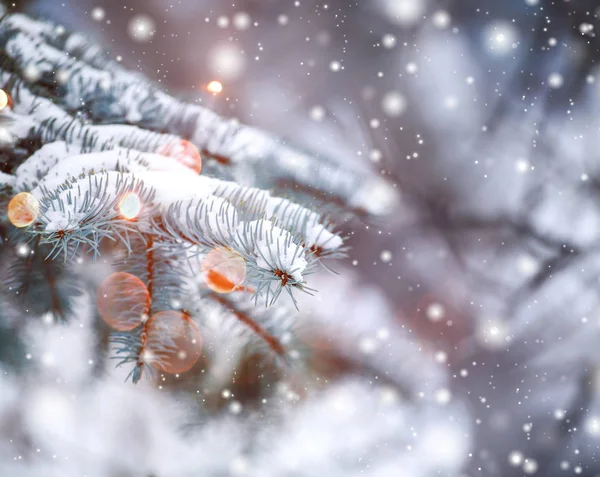 Frosty winter landscape in snowy forest. Pine branches covered with snow in cold winter weather. Christmas background with fir trees and blurred background of winter — Stock Photo, Image