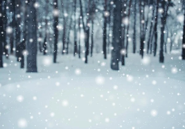 Soğuk kış manzara karlı orman içinde. Çamın dalları soğuk kış hava kar ile kaplı. Çam ağaçları ve kışın arka plan bulanık Noel arka plan. — Stok fotoğraf