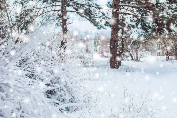 寒冷的冬天白雪皑皑的森林景观。松枝在严寒的冬天的雪覆盖着。冷杉和模糊的背景的冬天圣诞节背景 — 图库照片