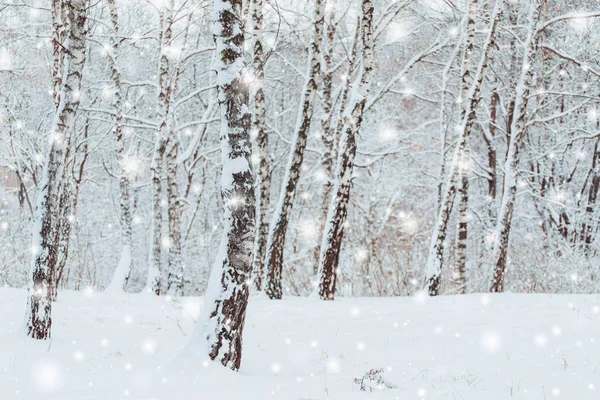 寒冷的冬天白雪皑皑的森林景观。松枝在严寒的冬天的雪覆盖着。冷杉和模糊的背景的冬天圣诞节背景 — 图库照片
