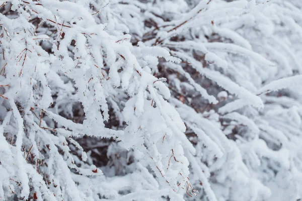 Paisaje invernal helado en bosque nevado. Ramas de pino cubiertas de nieve en clima frío de invierno. Fondo de Navidad con abetos y fondo borroso del invierno — Foto de Stock