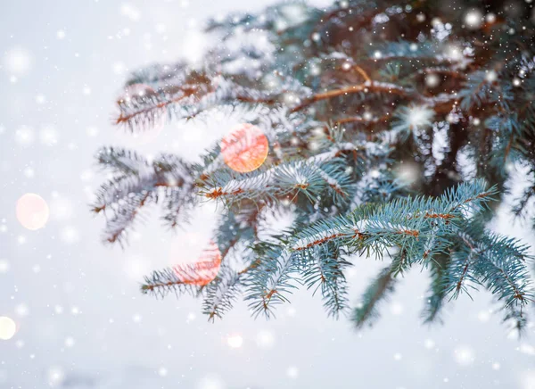 Paisagem de inverno gelada na floresta nevada. Ramos de pinheiro cobertos de neve em tempo frio de inverno. Fundo de Natal com abetos e fundo embaçado de inverno — Fotografia de Stock