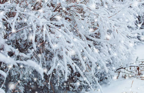 寒冷的冬天白雪皑皑的森林景观。松枝满雪在寒冷的天气。冷杉和模糊的背景圣诞节背景 — 图库照片