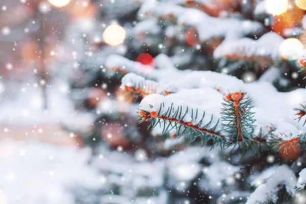 Paysage hivernal en forêt enneigée. branches de pin recouvertes de neige par temps froid d'hiver. Fond de Noël avec sapins et fond flou de l'hiver — Photo