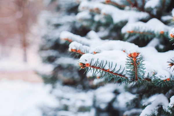 Winterlandschaft im verschneiten Wald. Kiefernzweige, die bei kaltem Winterwetter mit Schnee bedeckt sind. Weihnachten Hintergrund mit Tannenbäumen und unscharfen Hintergrund des Winters — Stockfoto