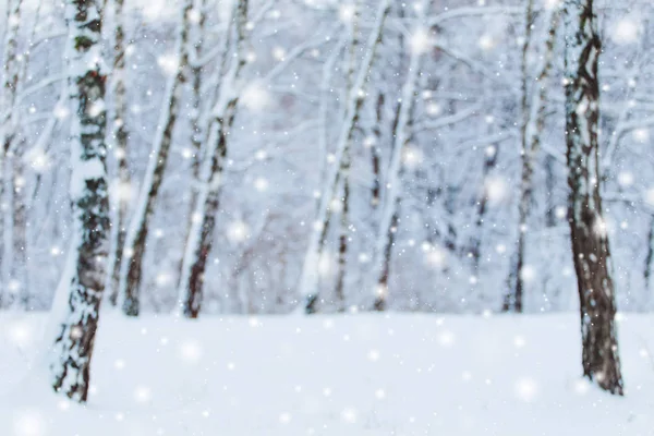 Frostige Winterlandschaft im verschneiten Wald. Kiefernzweige, die bei kaltem Winterwetter mit Schnee bedeckt sind. Weihnachten Hintergrund mit Tannenbäumen und unscharfen Hintergrund des Winters. — Stockfoto