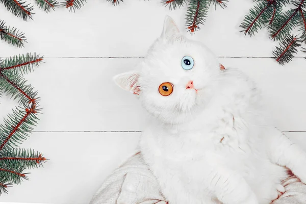 Λευκή χιονισμένη γάτα με διαφορετικό χρώμα μάτια βρίσκεται στο φόντο διακοπών με κλαδιά έλατου. Χριστούγεννα και Ευτυχισμένο το νέο έτος θέμα. Το Top view — Φωτογραφία Αρχείου