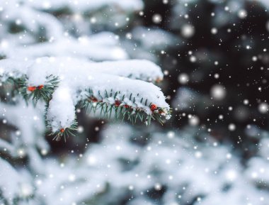 Kış manzara karlı ormandaki. Çamın dalları soğuk kış hava kar ile kaplı. Çam ağaçları ve kışın arka plan bulanık Noel arka plan