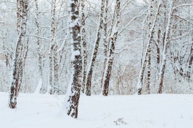 Soğuk kış manzara karlı orman içinde. Çamın dalları soğuk kış hava kar ile kaplı. Çam ağaçları ve kışın arka plan Christmas arka plan