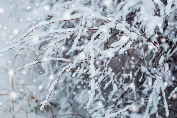 在白雪皑皑的丛林的冬季景观。松枝在严寒的冬天的雪覆盖着。冷杉和模糊的背景的冬天圣诞节背景 — 图库照片