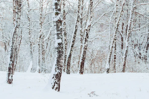 Soğuk kış manzara karlı orman içinde. Çamın dalları soğuk kış hava kar ile kaplı. Çam ağaçları ve kışın arka plan Christmas arka plan