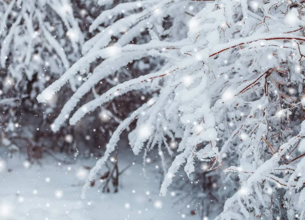 Зимовий пейзаж у засніженому лісі. Соснові гілки вкриті снігом в холодну зимову погоду. Різдвяний фон з ялинками і розмитим тлом зими — стокове фото