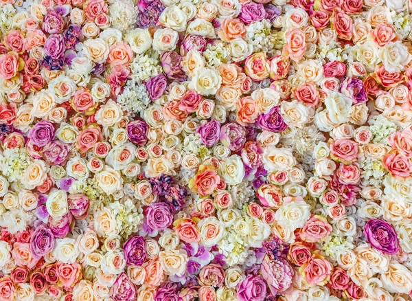 Bloemen muur achtergrond met geweldige rode en witte rozen, bruiloft decoratie, handgemaakte — Stockfoto