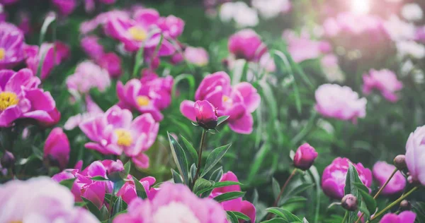 Fundo de flores. Belos peônias rosa e vermelho no campo. Tonificação — Fotografia de Stock