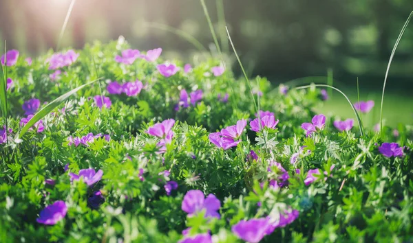 Flores sinos do fundo do campo. Primavera paisagem.Tonificação . — Fotografia de Stock