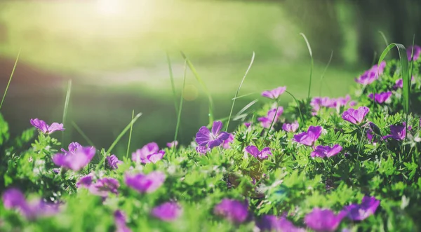 Flores sinos do fundo do campo. Primavera paisagem.Tonificação . — Fotografia de Stock