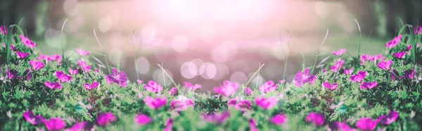 Blommor klockorna i fältet bakgrunden. Våren landskap. Toning. — Stockfoto