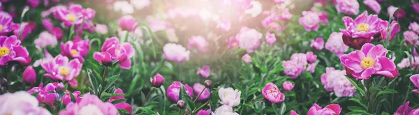 Beautiful pink peonies flowers, greens and bokeh lighting in the garden, summer outdoor floral nature background. Spring and summer landscape