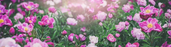 Bloemen achtergrond. Mooie roze en rood pioenrozen in veld. Toning — Stockfoto