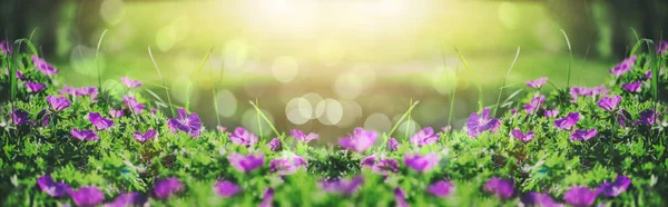 Beautiful violet bells flowers, greens and bokeh lighting in the garden, summer outdoor floral nature background. Spring and summer landscape — Stock Photo, Image