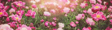 Çiçekler arka plan. Güzel pembe ve kırmızı peonies alanında. Tonlama
