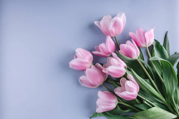 Bund pinkfarbener Tulpenblüten auf blauem Hintergrund. Warten auf den Frühling. frohe Osterkarte. flache Lage, Draufsicht — Stockfoto