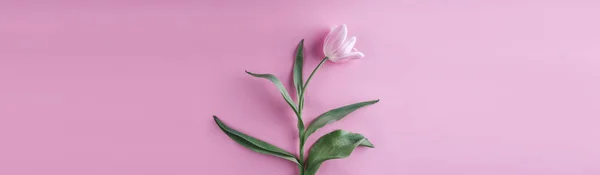 Pink tulips flowers on pink background. Waiting for spring. Happy Easter card. Flat lay, top view